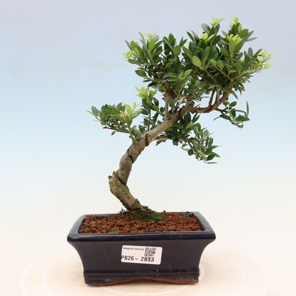 Szobai bonsai - Ilex crenata - Holly