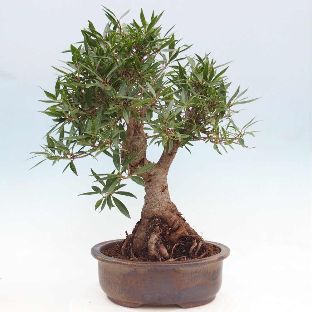 Szobai bonsai - Ficus nerifolia - kislevelű fikusz