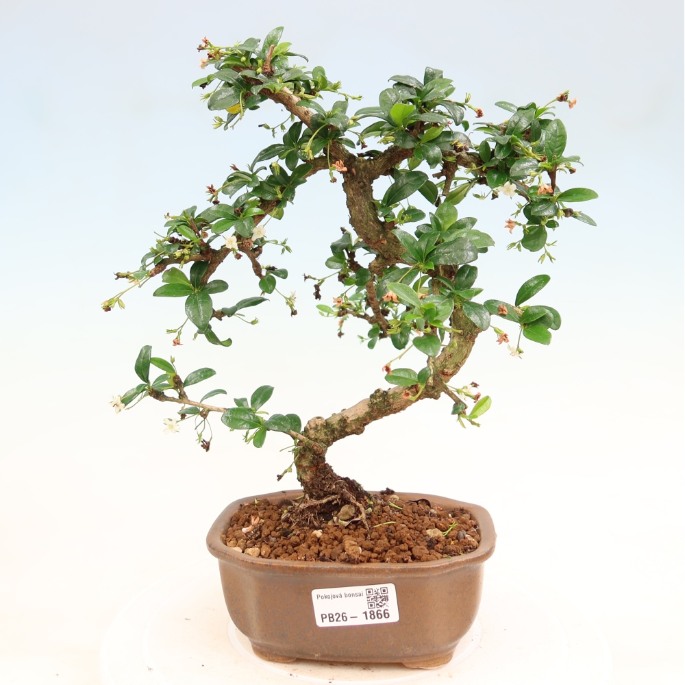 Szobai bonsai - Carmona macrophylla - Tea fuki