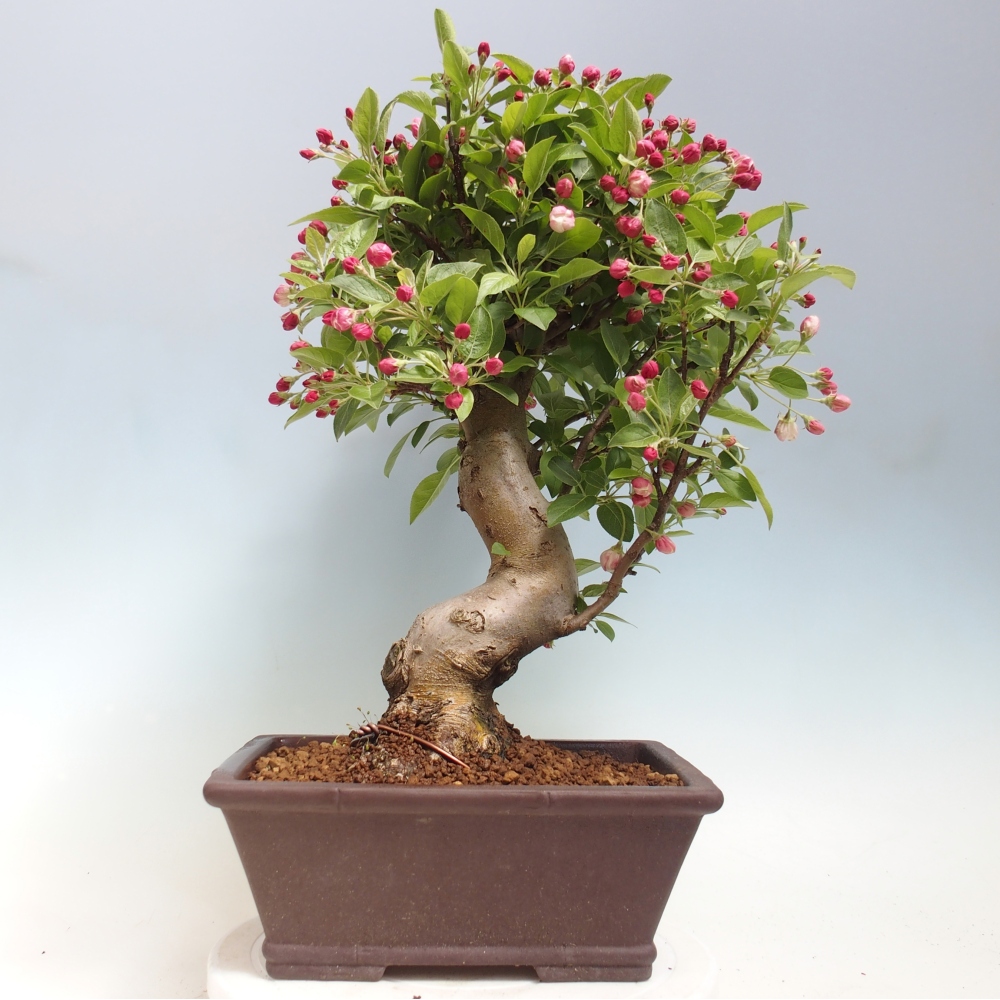 Kültéri bonsai -Malus halliana - Kis gyümölcsű almafa