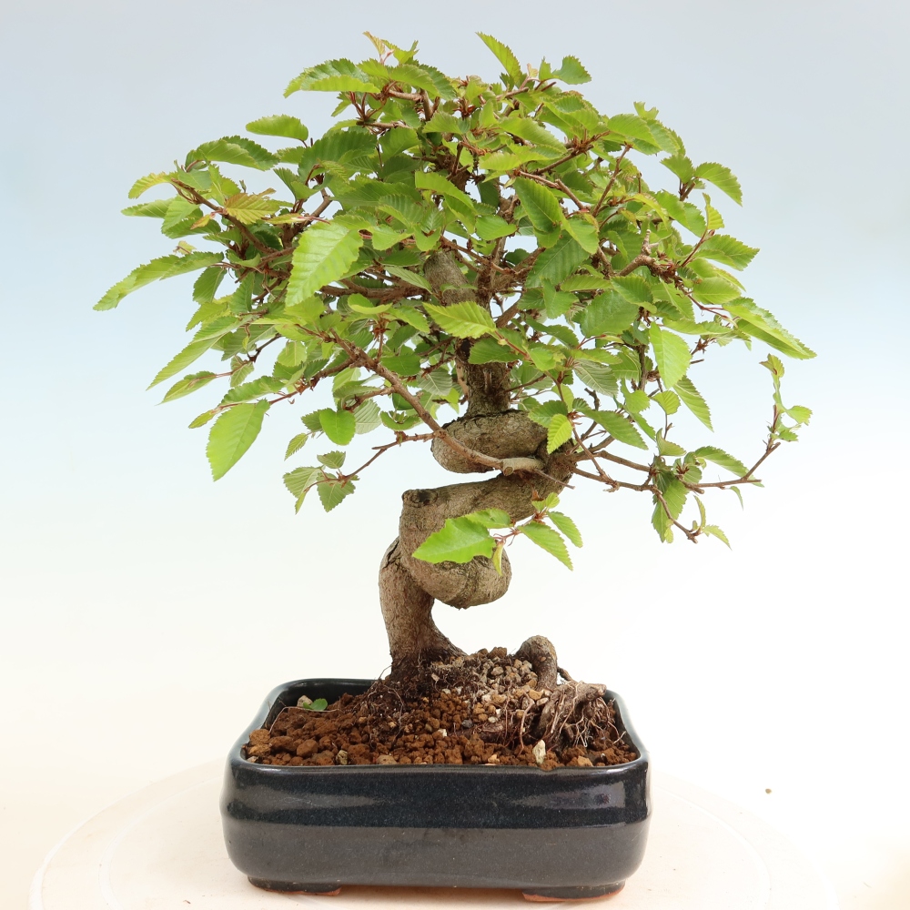 Kültéri bonsai -Carpinus Coreana - Koreai gyertyánfa