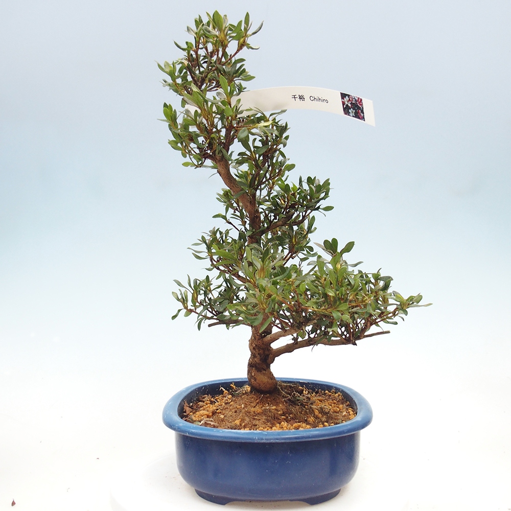 Kültéri bonsai - japán azálea - Azálea CHIHIRO