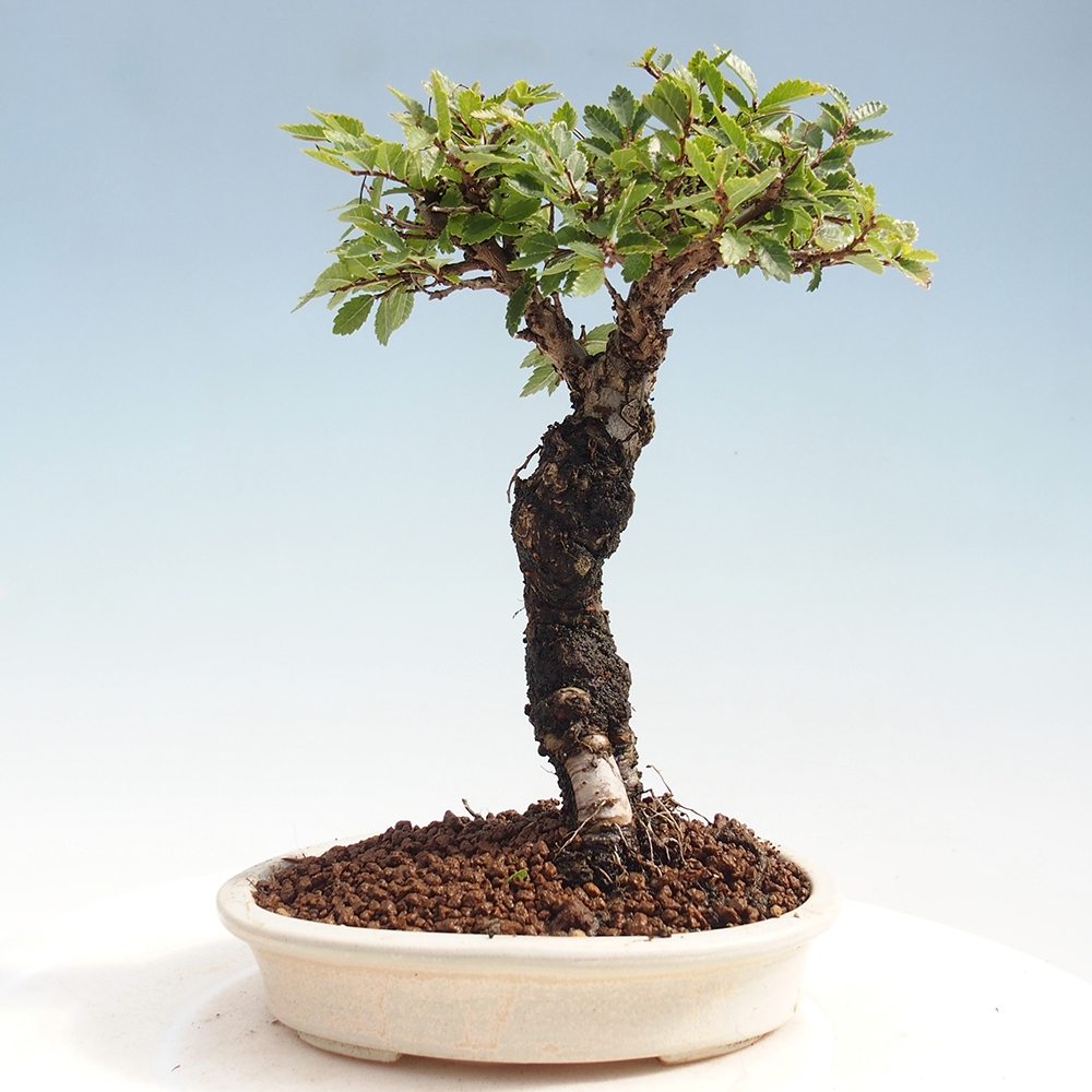 Kültéri bonsai - Zelkova - Zelkova NIRE