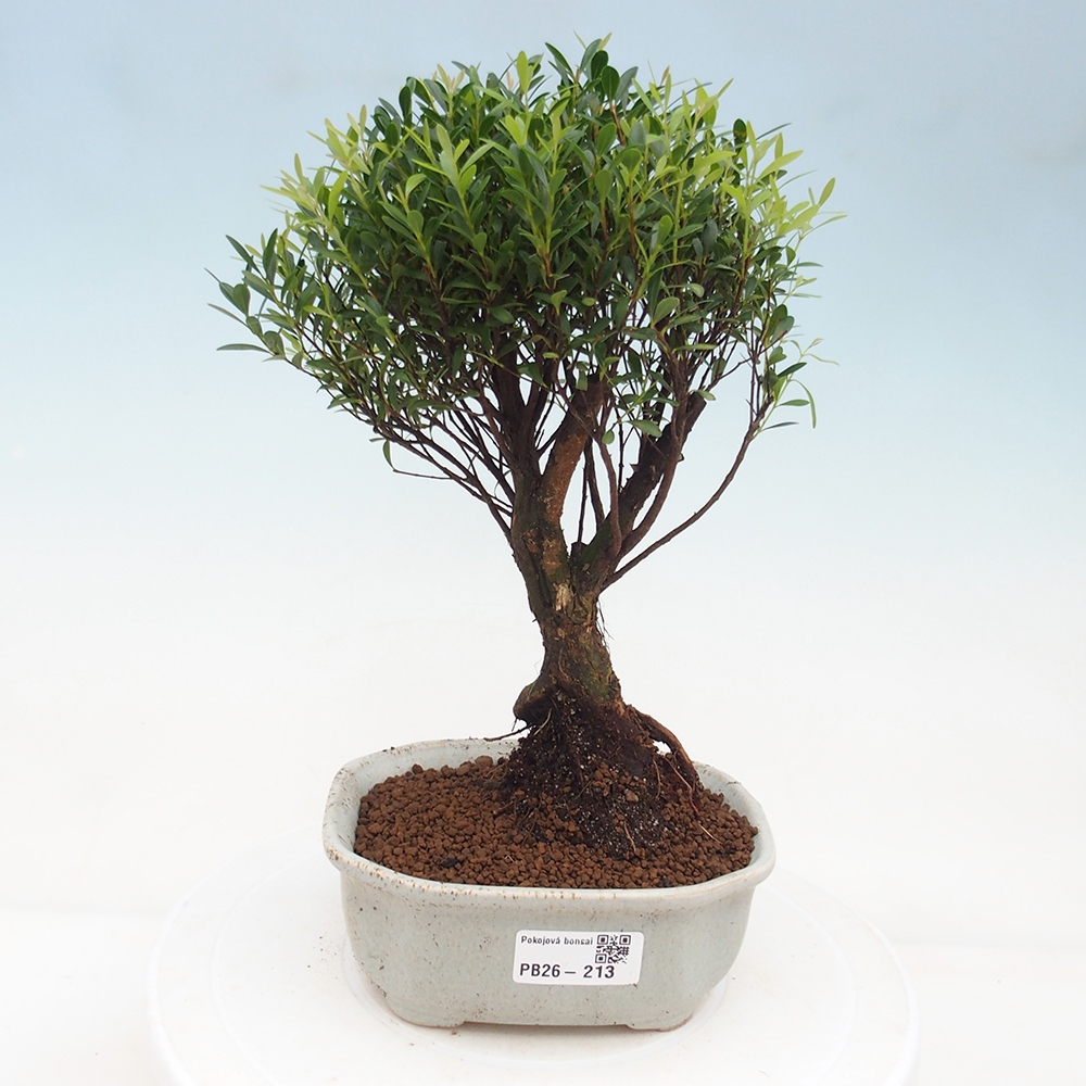 Szobai bonsai - Syzygium - Pimento