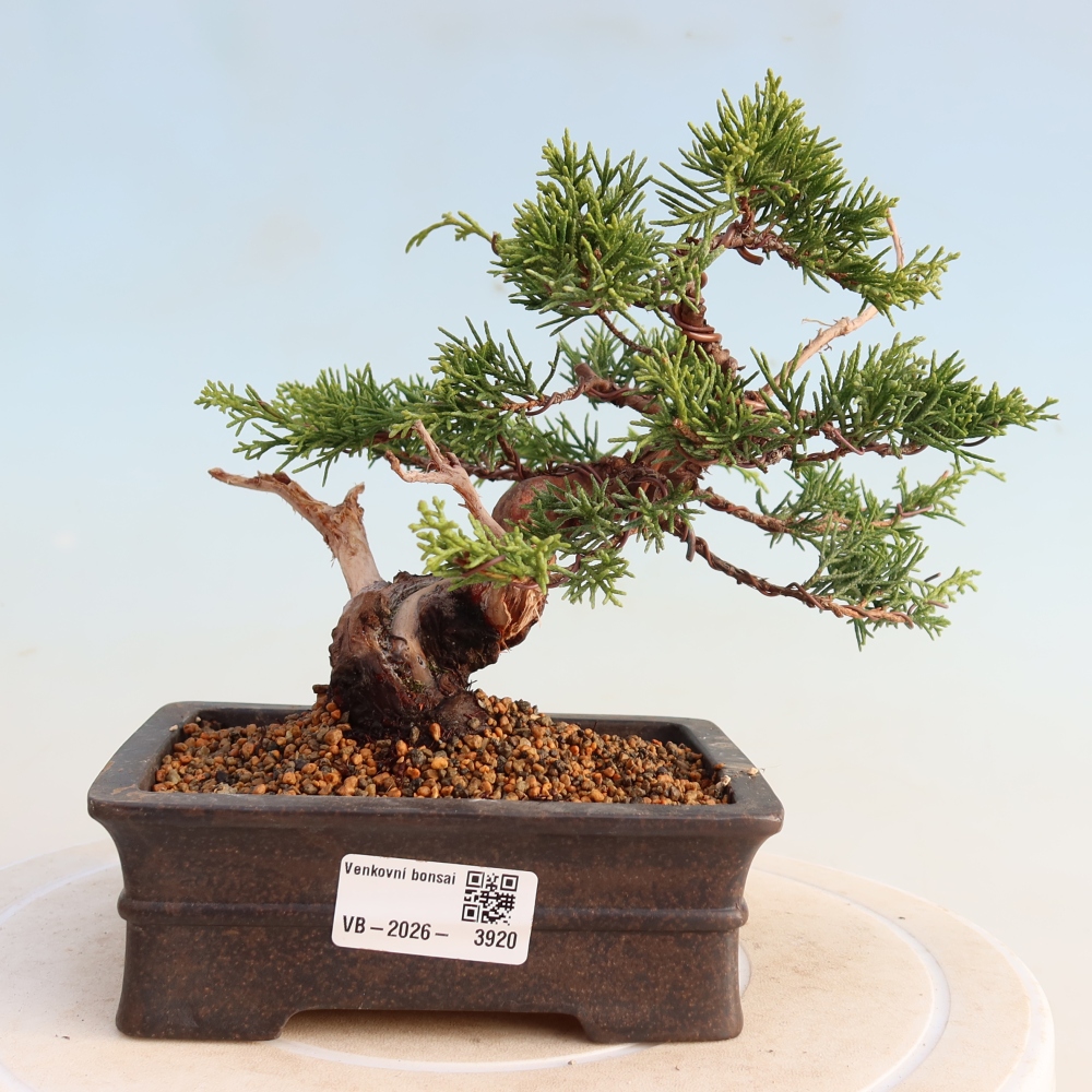 Kültéri bonsai - Juniperus chinensis Itoigawa