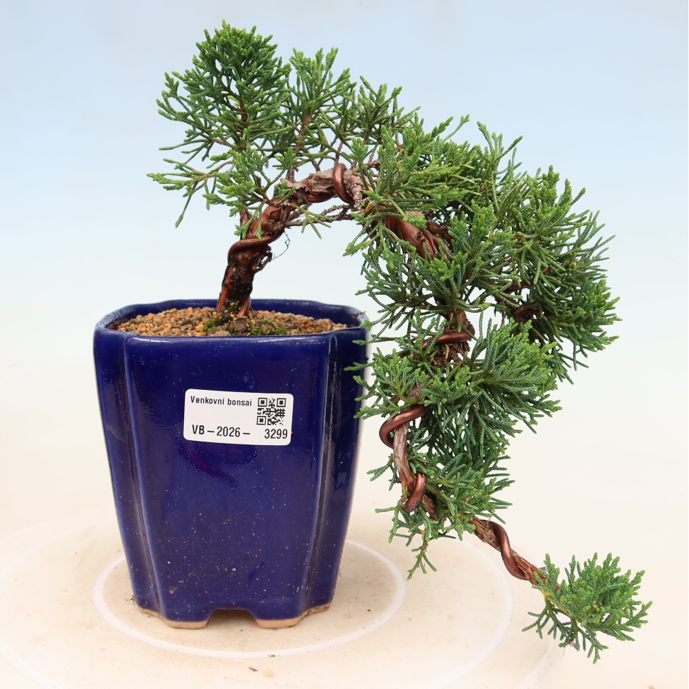Kültéri bonsai - Juniperus chinensis Kishu