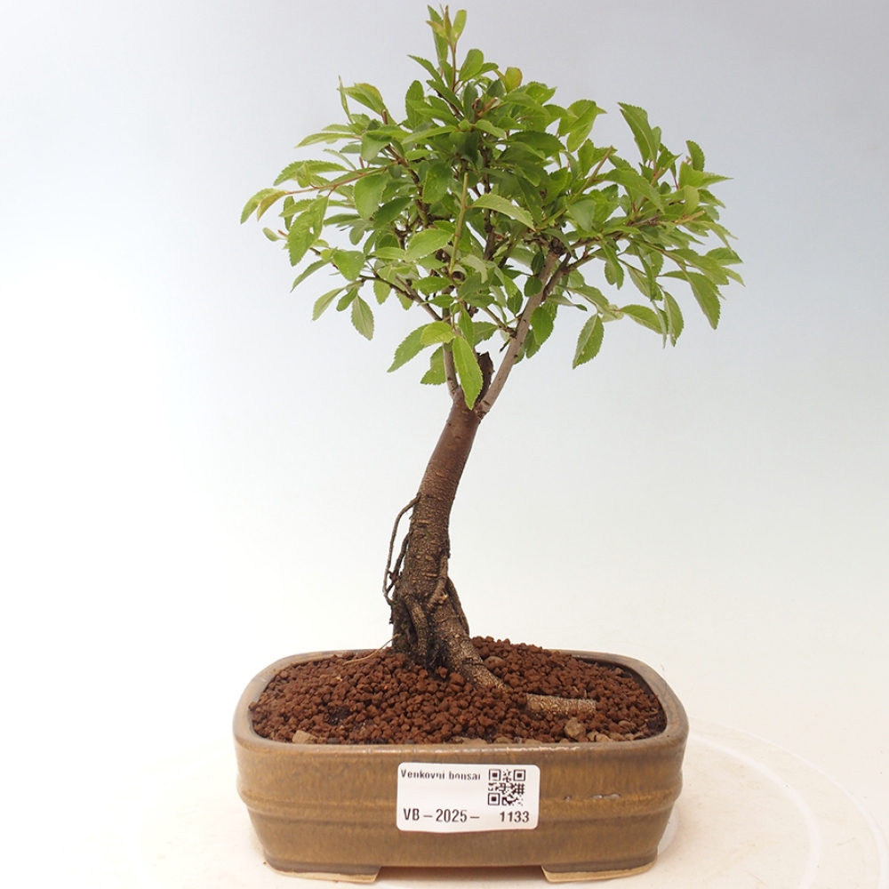 Kültéri bonsai - Prunus spinosa