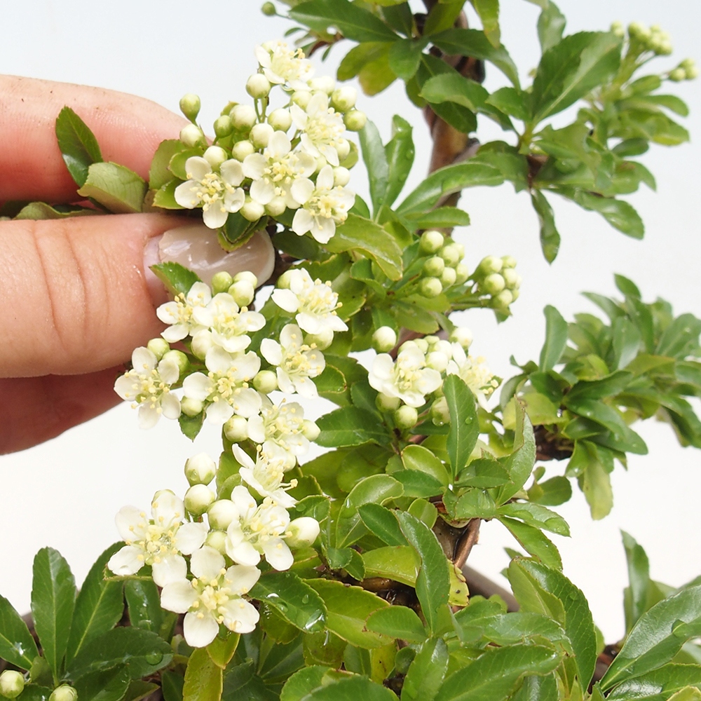 Kültéri bonsai – Pyracantha teton – Skarlátvörös tűzcserje