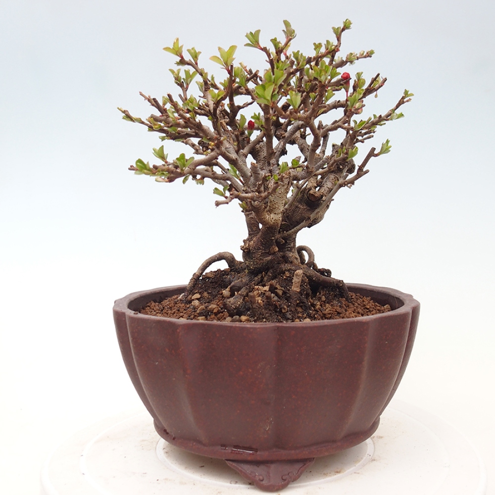 Kültéri bonsai - Chaneomeles speciosa - birs