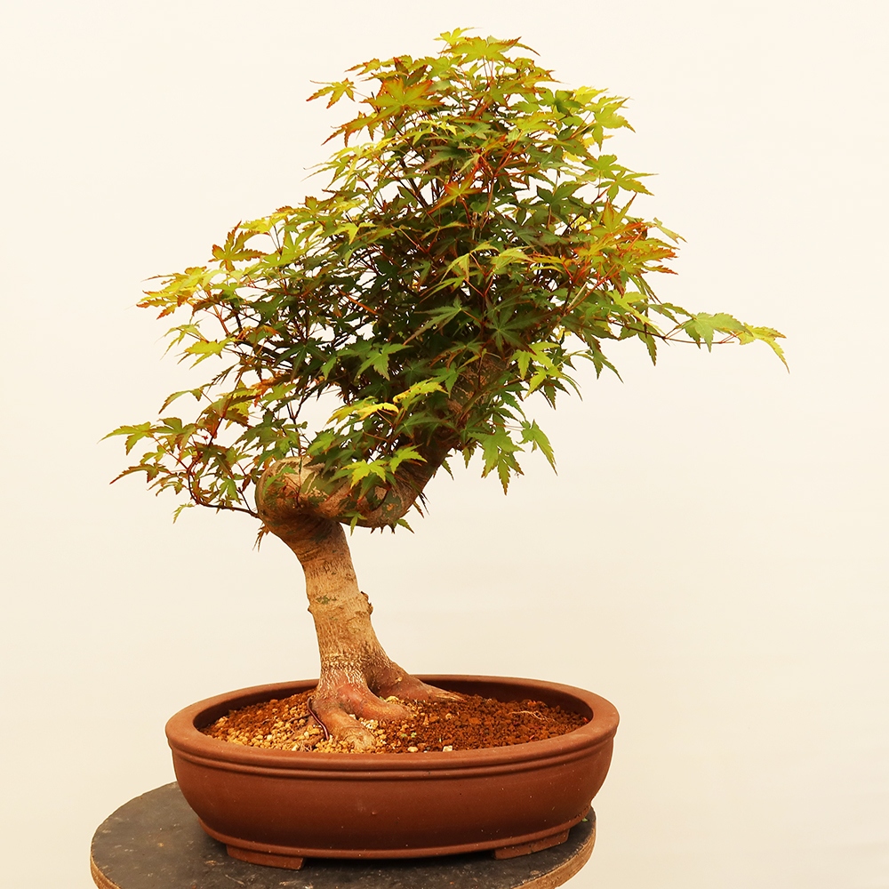 Kültéri bonsai - Maple palmatum - Pálmák