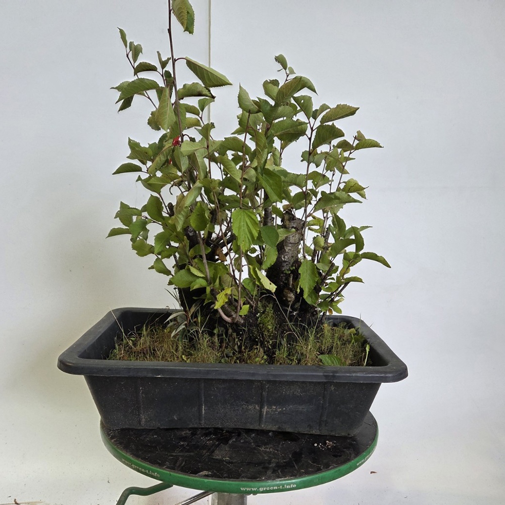 Kültéri bonsai cseresznye - Prunus aviata