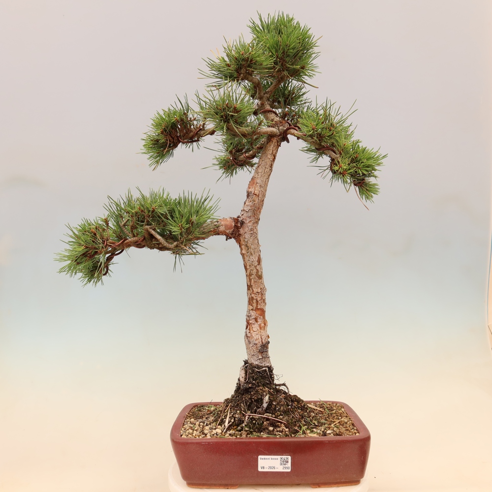 Kültéri bonsai - Pinus Sylvestris Watererri - erdeifenyő
