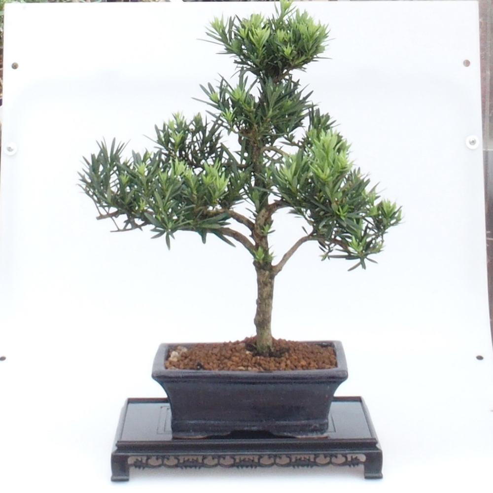 Bonsai asztal műanyag téglalap 27 x 17,5 x 4 cm, fekete