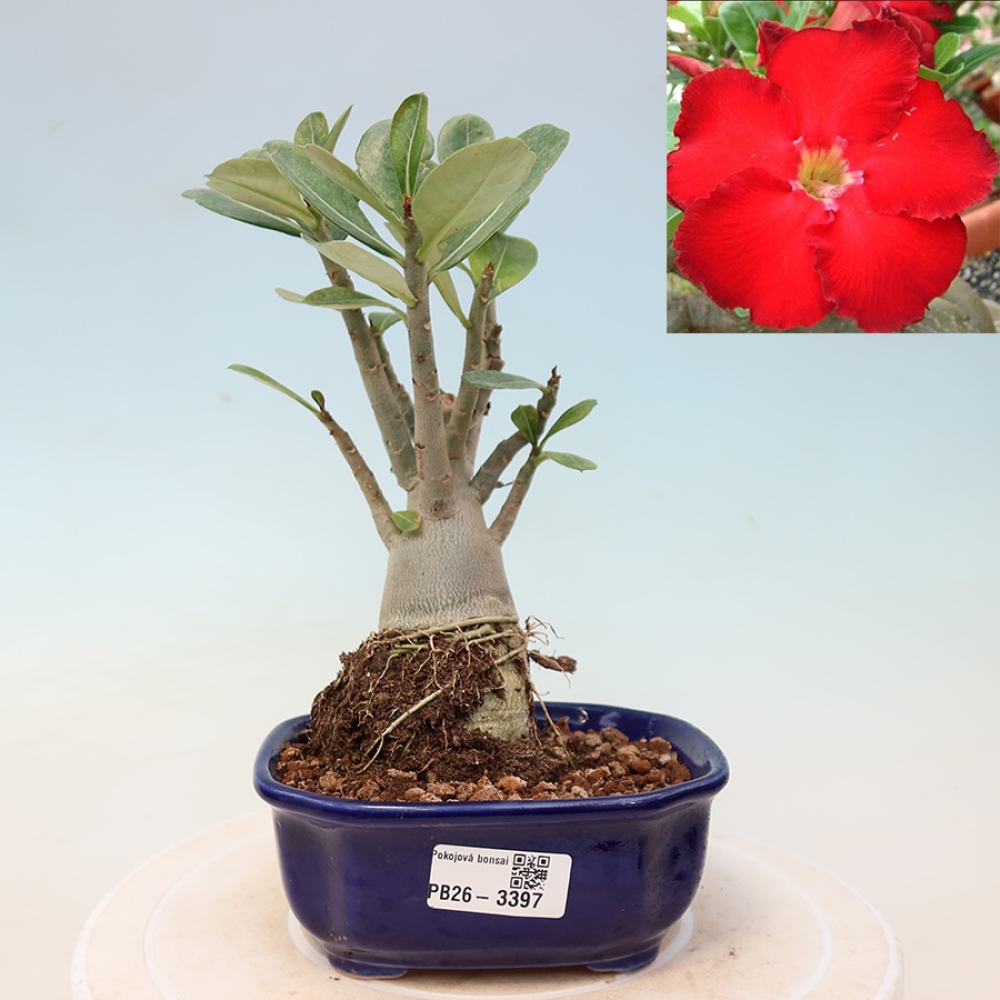 Szobabonsai – Adenium obesum Red Star – Sivatagi rózsa