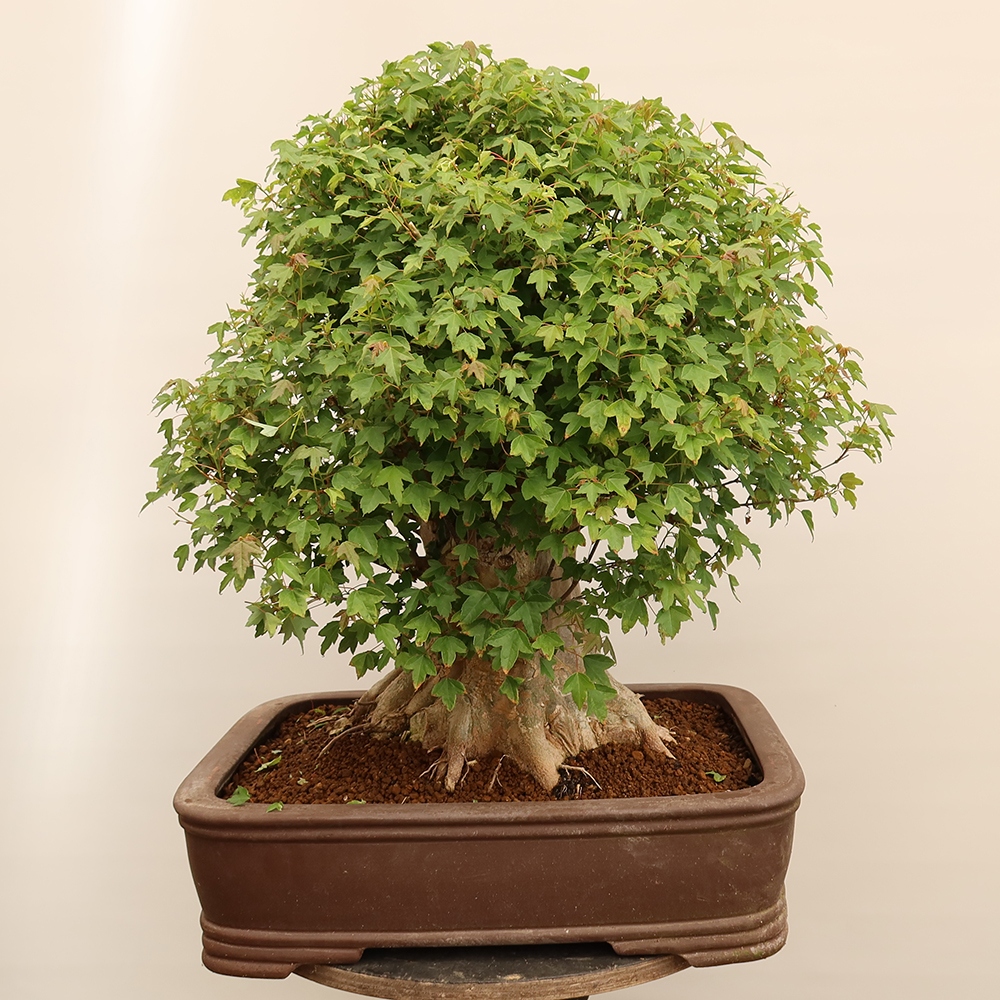 Kültéri bonsai - Juhar Burger - Acer Burgerianum