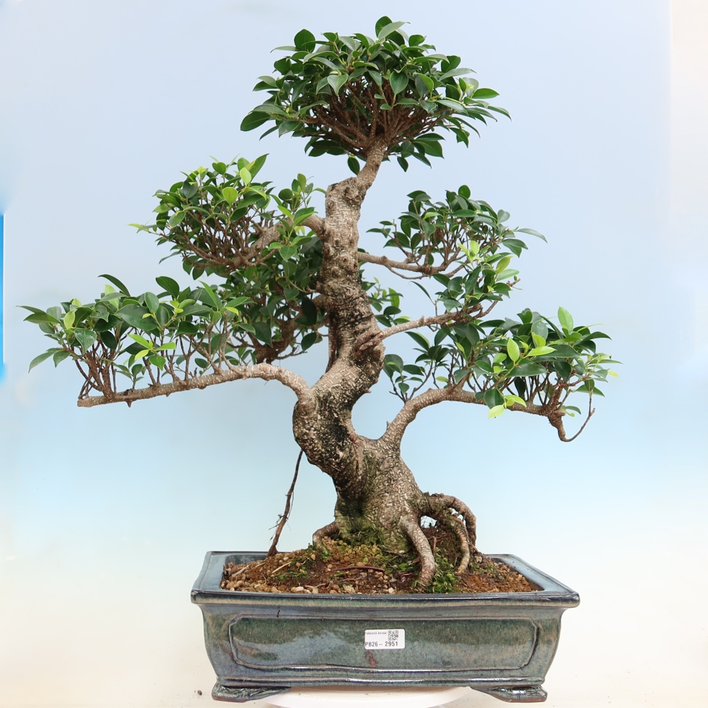 Szobai bonsai - Ficus kimmen - kislevelű fikusz