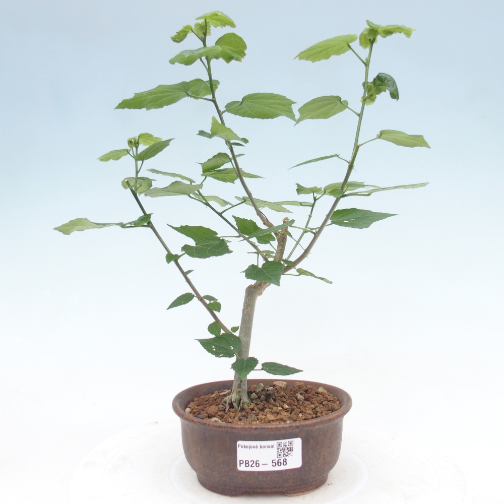 Beltéri bonsai - Malvaviscus arboreus