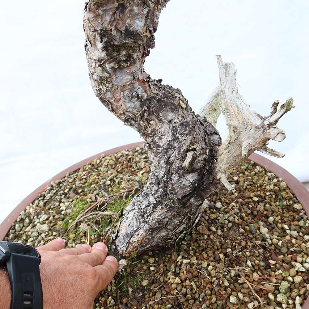 Pinus sylvestris Spanyolország – erdei fenyő