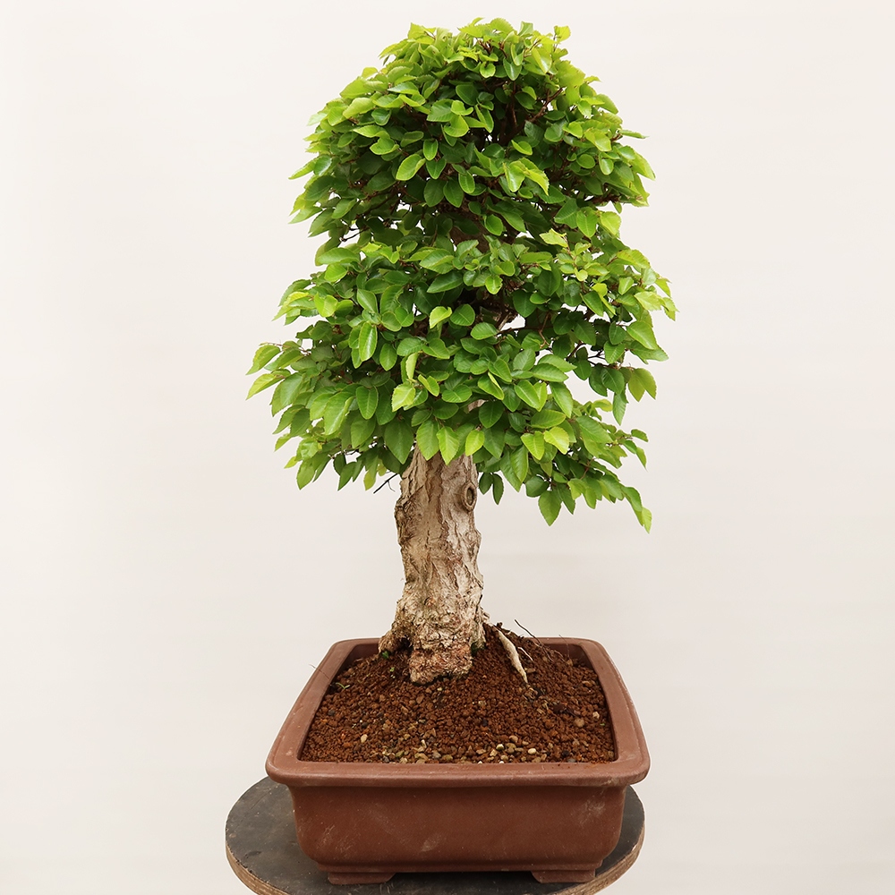 Kültéri bonsai -Carpinus Coreana - Koreai gyertyánfa