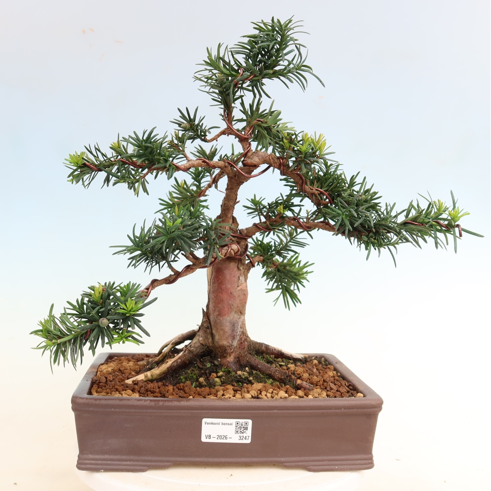 Kültéri bonsai - Taxus cuspidata - japán tiszafa