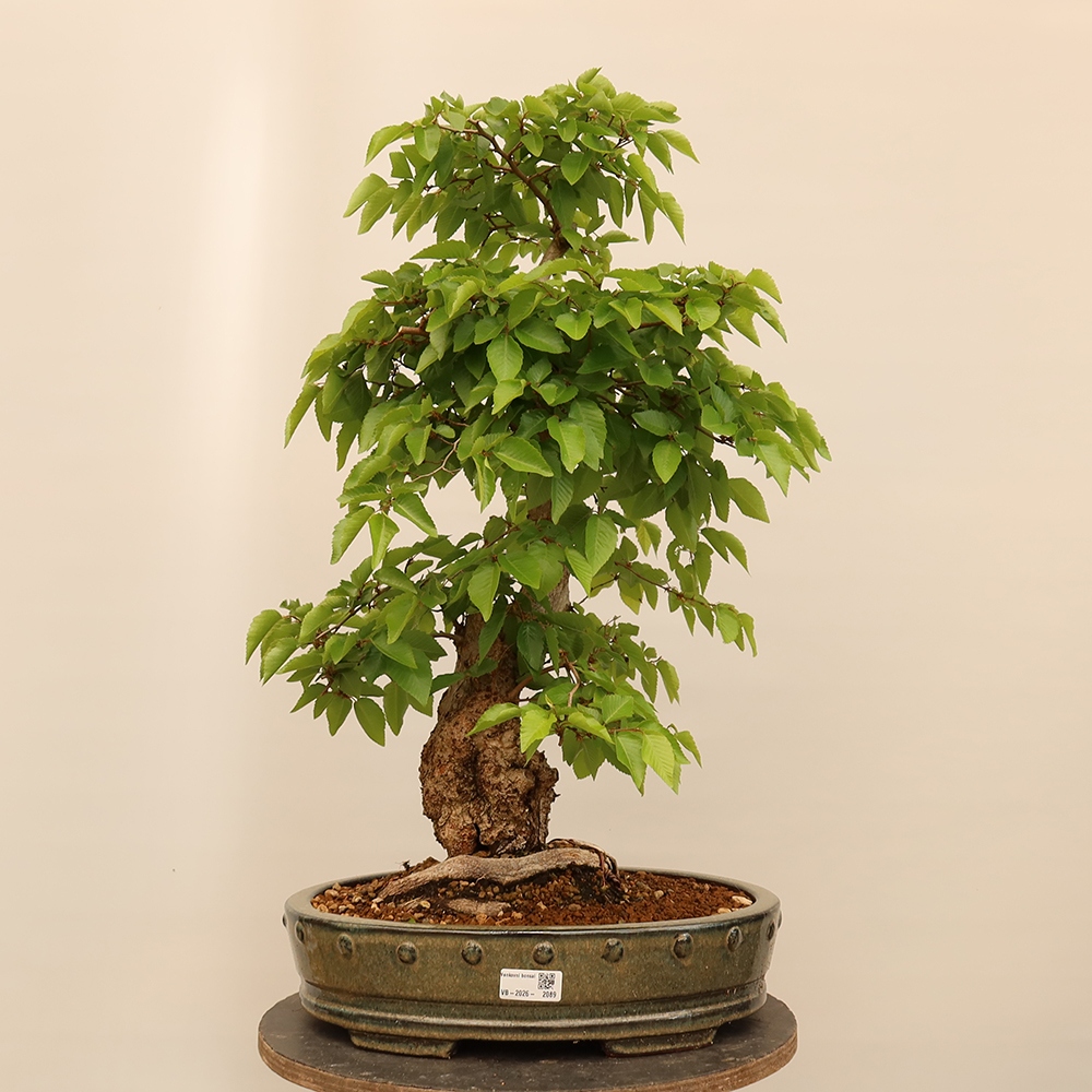 Kültéri bonsai -Carpinus Coreana - Koreai gyertyánfa