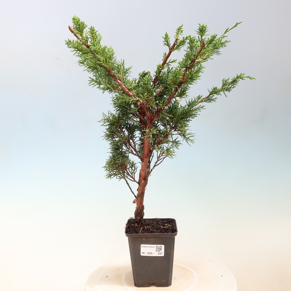 Kültéri bonsai - Juniperus chinensis Kishu