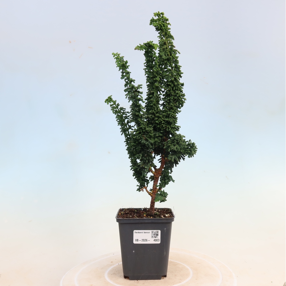 Kültéri bonsai - Cham. obtusa SEKKA HINOKI - Cifra ciprus