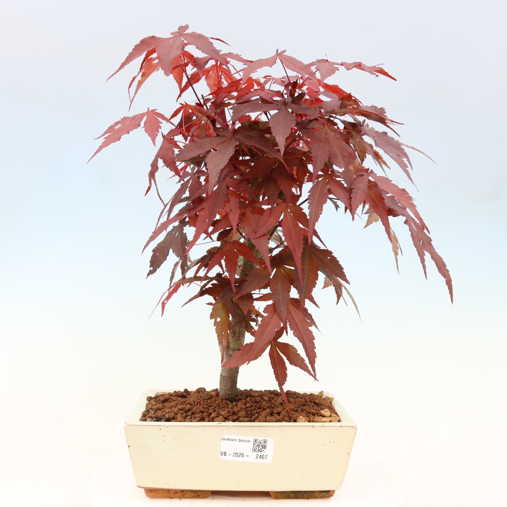 Kültéri bonsai - Acer pálma. Atropurpureum-Javor palmate