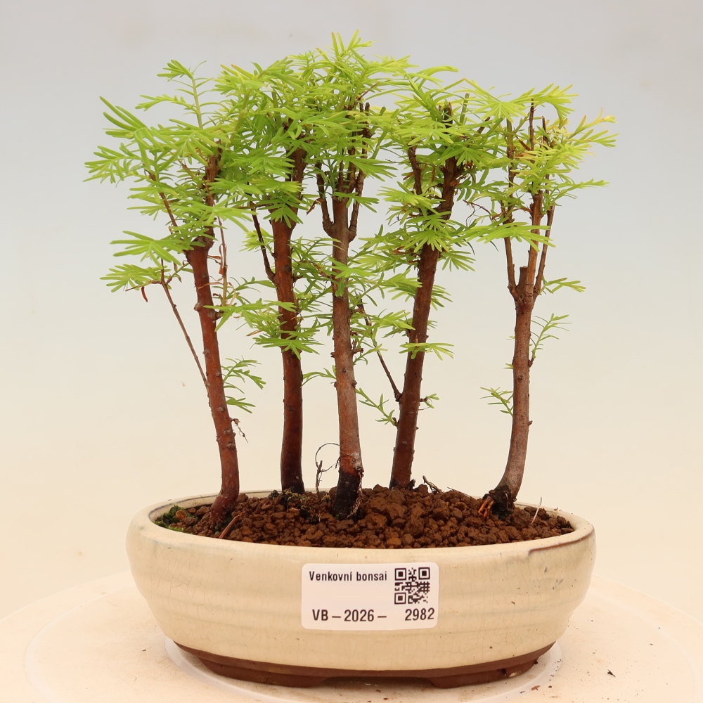 Kültéri bonsai – Metasequoia glyptostroboides – kínai metasequoia – kis erdő
