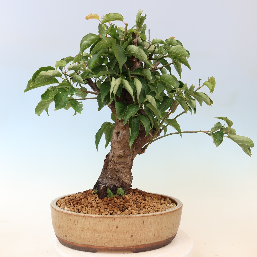 Kültéri bonsai – Japán barack – Prunus Mume