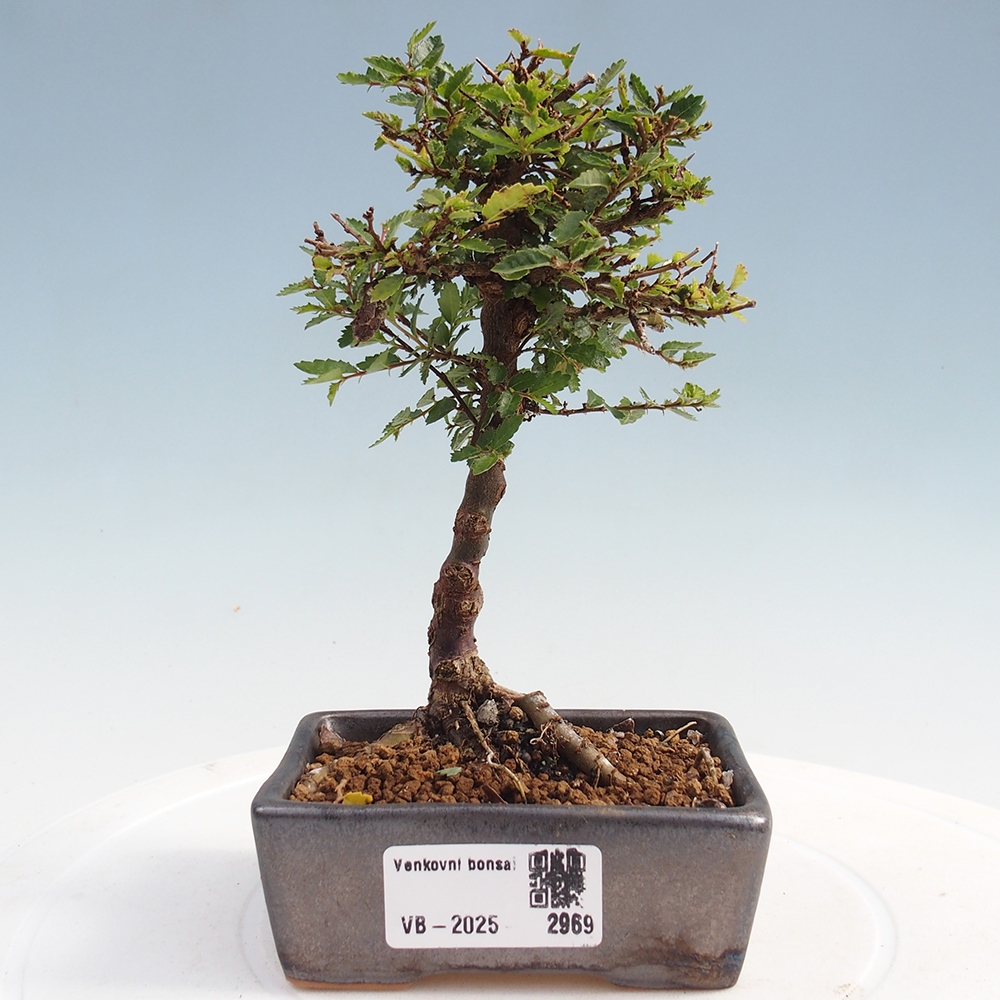 Kültéri bonsai - Ulmus parvifolia Sagei - Kislevelű szilfa
