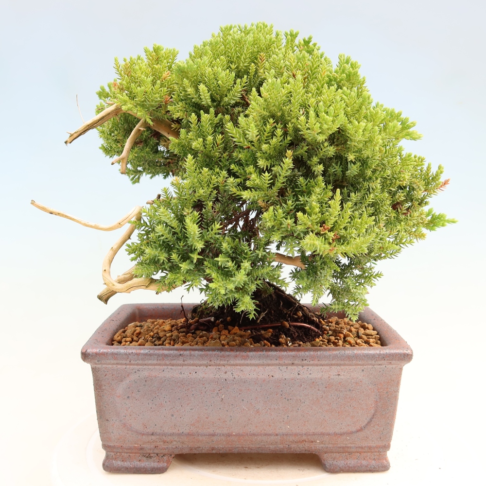 Kültéri bonsai - Juniperus procumbens - Juniperus procumbens