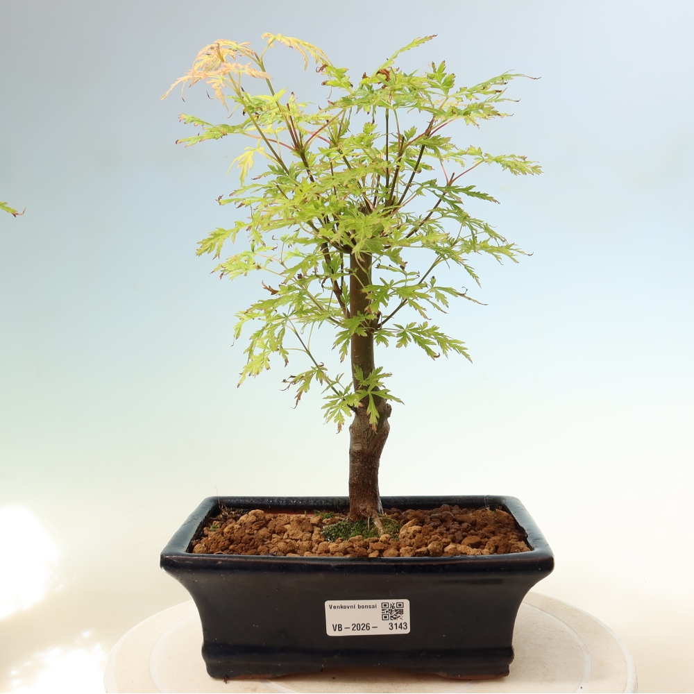 Kültéri bonsai - Acer palmatum Dissectum