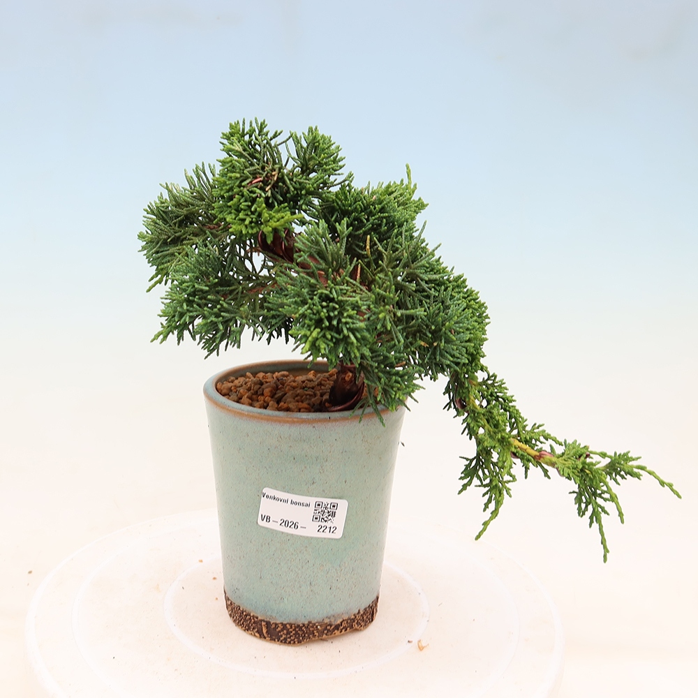 Kültéri bonsai - Juniperus chinensis Kishu