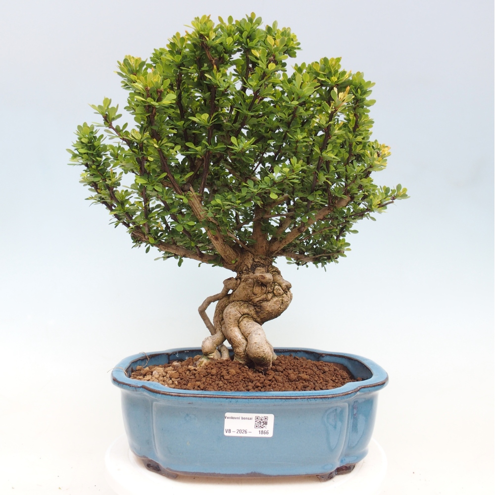 Kültéri bonsai - Berberis coreana