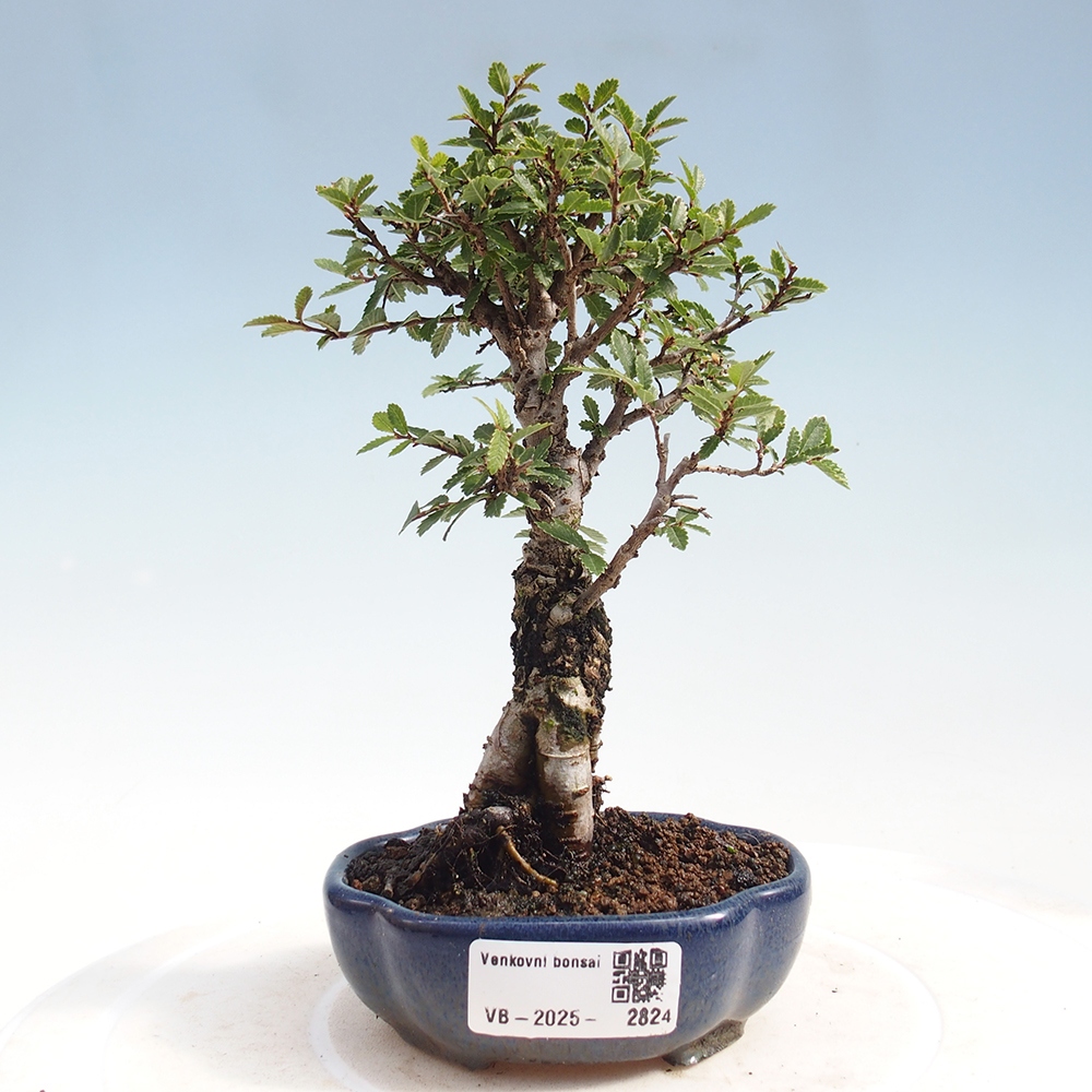 Kültéri bonsai - Zelkova - Zelkova NIRE