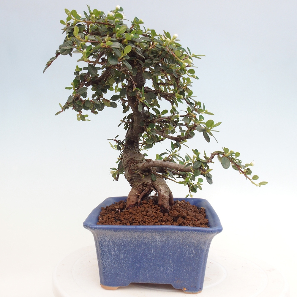 Kültéri bonsai-Cotoneaster dammeri - Damer's Rock