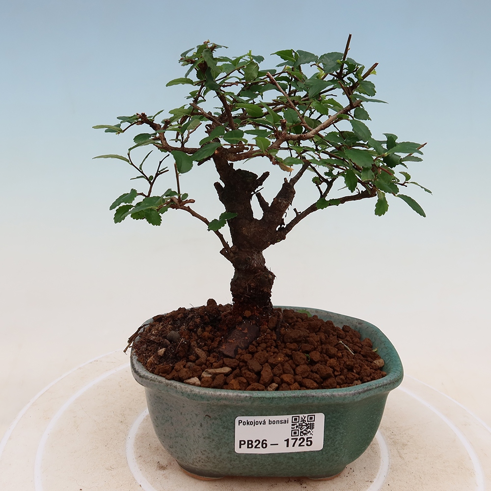 Szobai bonsai - Ulmus parvifolia - Kislevelű szilfa