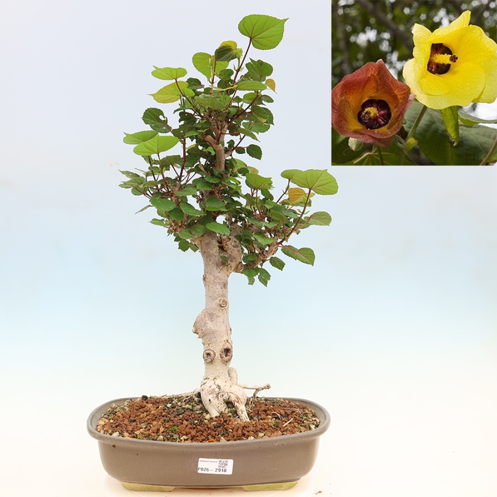 Beltéri bonsai - Hibiscus tiliaceus - tengeri hibiszkusz