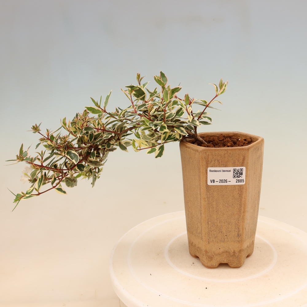 Kültéri bonsai – Abelia gr. Confetti – Nagyvirágú abélia