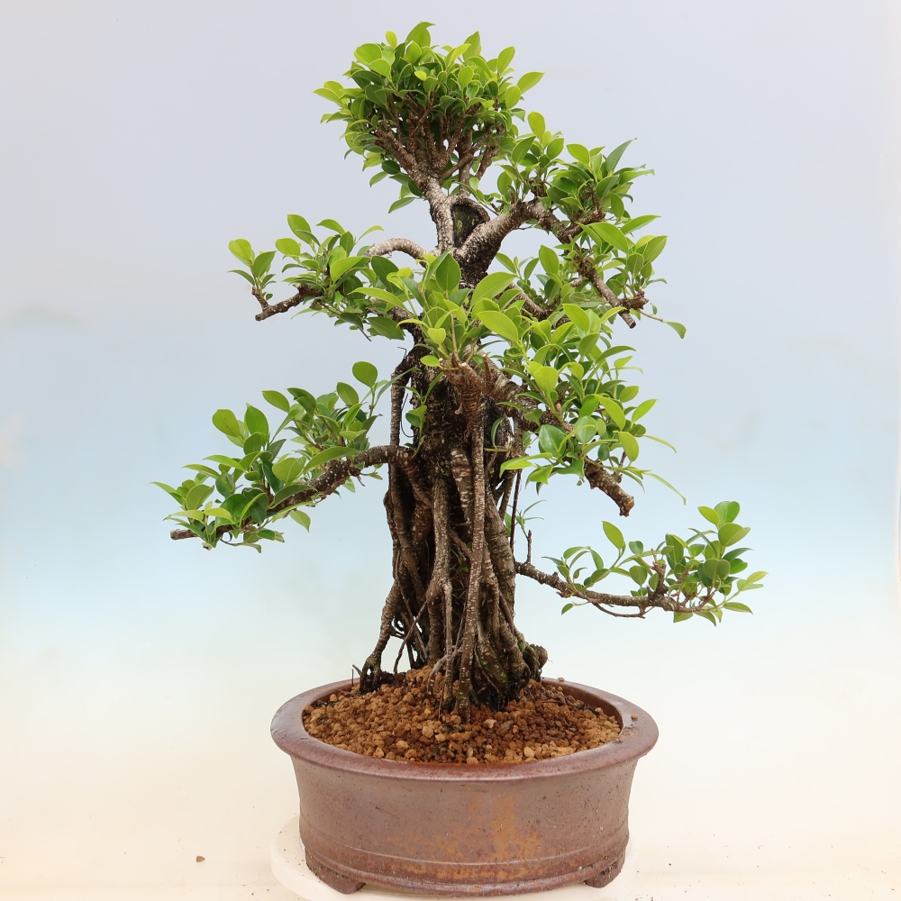 Szobai bonsai - Ficus kimmen - kislevelű fikusz