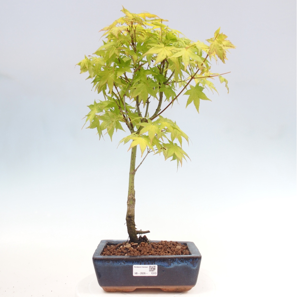 Acer palmatum Aureum - Arany juhar