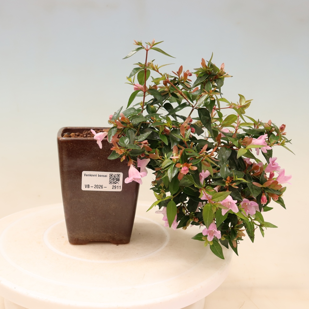 Kültéri bonsai – Abelia Edward Goucher – Nagyvirágú abélia