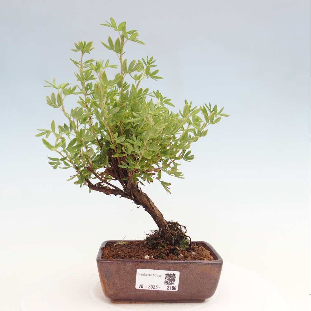Kültéri bonsai - Potentila fruticosa sárga Bird