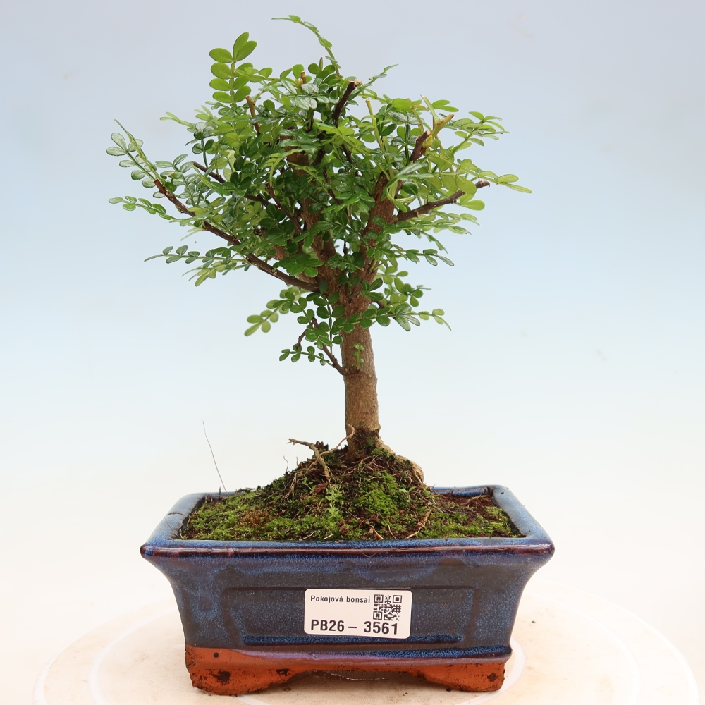 Szobai bonsai - Zantoxylum piperitum - borsfa