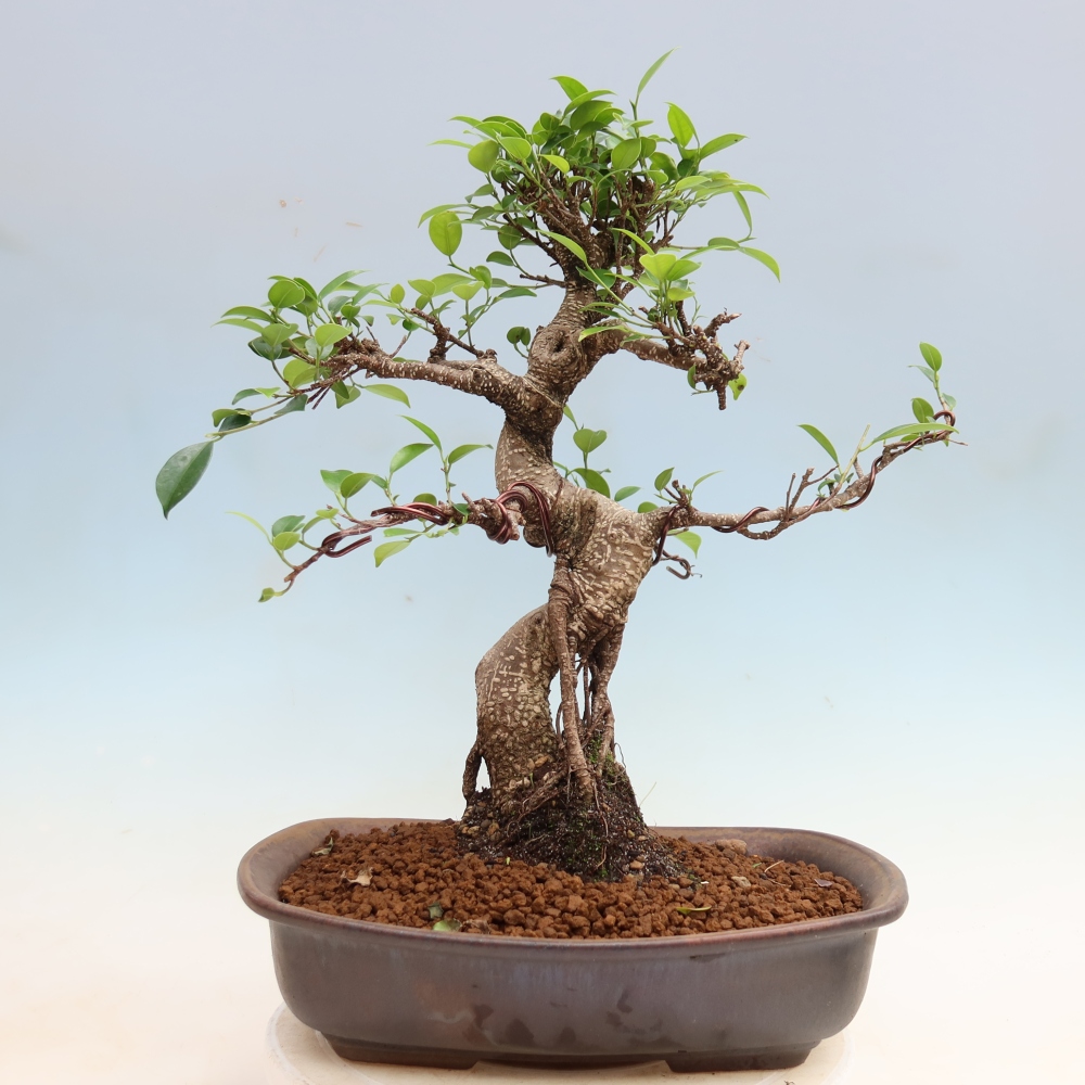 Szobai bonsai - Ficus kimmen - kislevelű fikusz