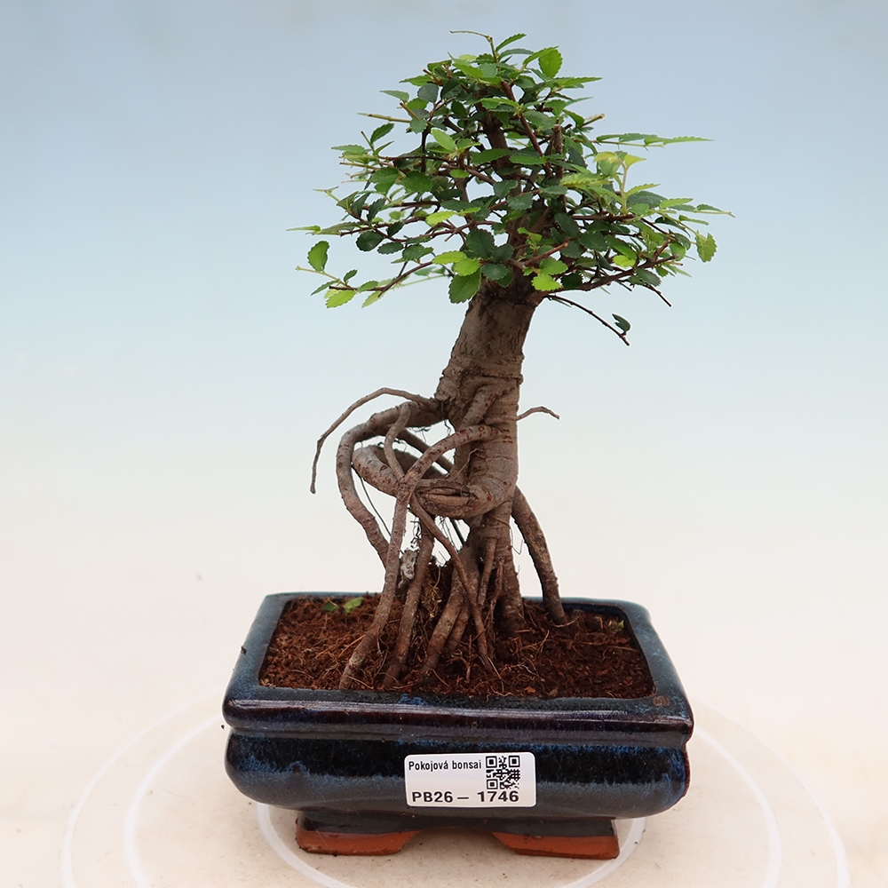 Szobai bonsai - Ulmus parvifolia - Kislevelű szilfa