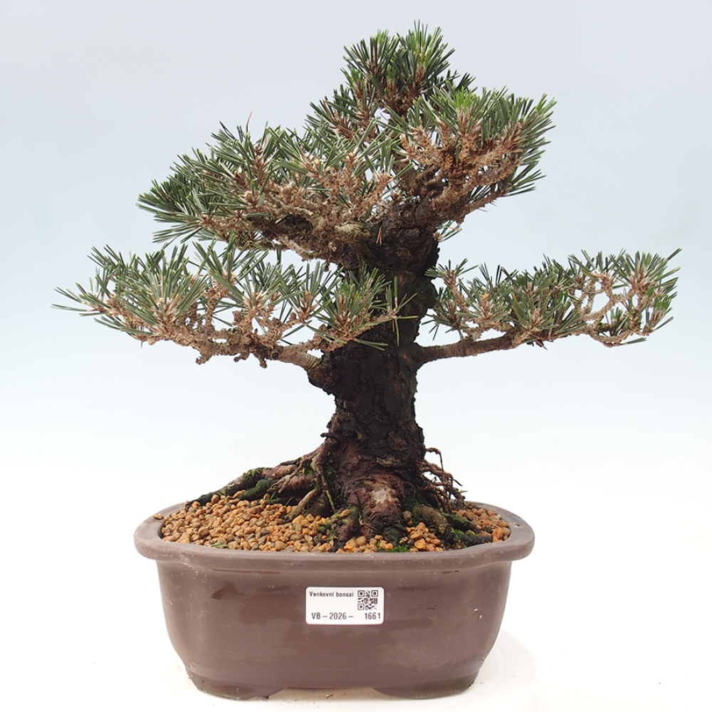 Kültéri bonsai - Pinus thunbergii Kotobuki - Thunberg fenyő