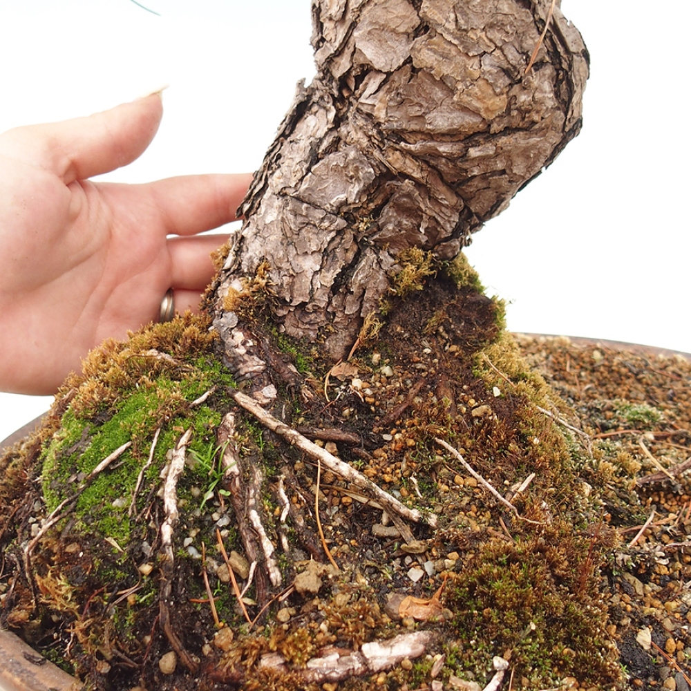 Kültéri bonsai - Pinus parviflora - Pinus parviflora