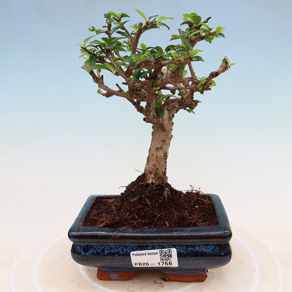 Szobai bonsai - Carmona macrophylla - Tea fuki